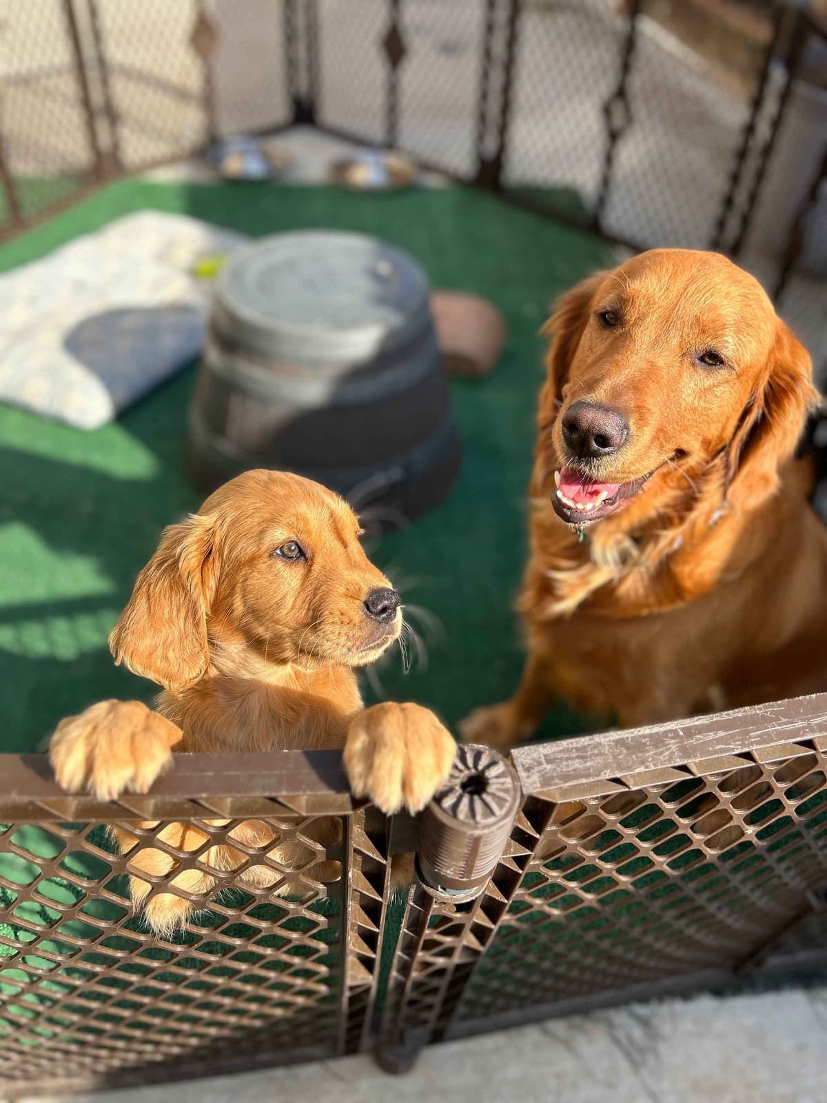 Golden Retriever Puppies breeder image 5