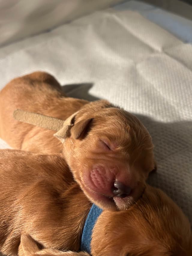 Golden Retriever Puppies media 15