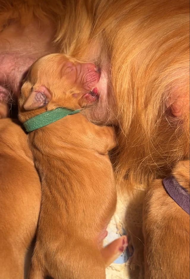 Golden Retriever Puppies media 17