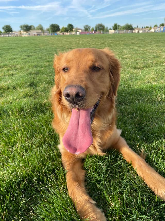 Golden Retriever Puppies media 21