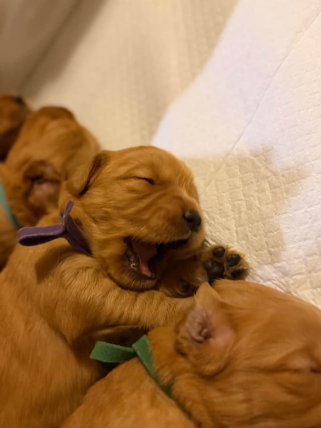 Golden Retriever Puppies media 16