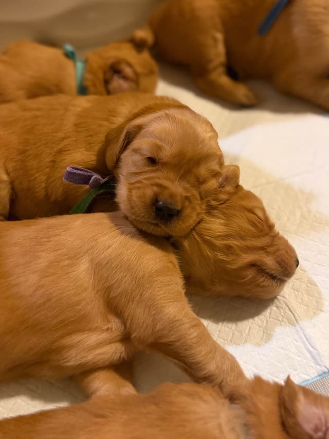Golden Retriever Puppies media 11