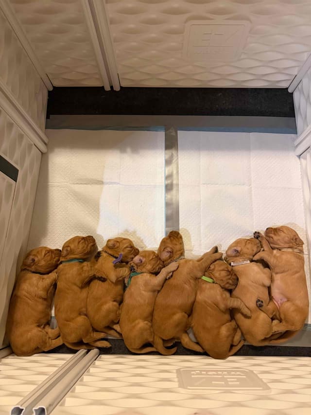 Golden Retriever Puppies media 22