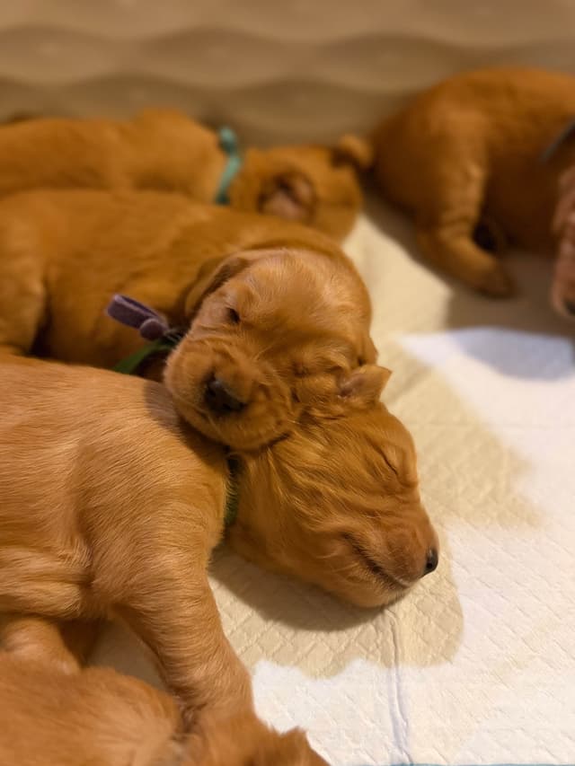 Golden Retriever Puppies media 12