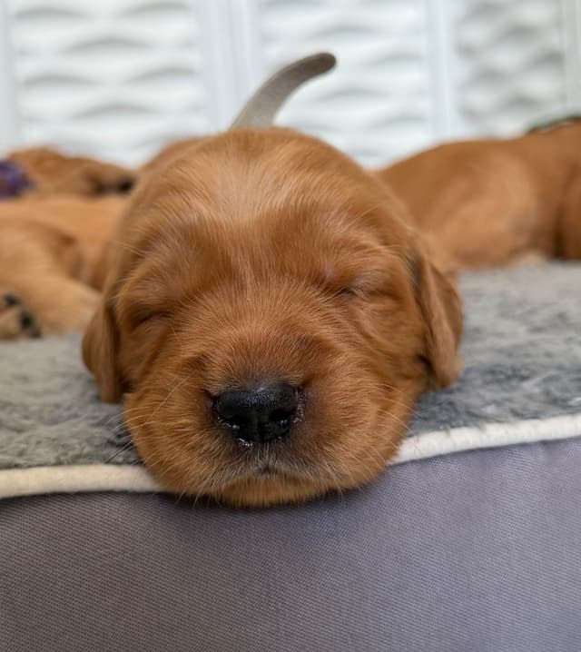 Golden Retriever Puppies media 14