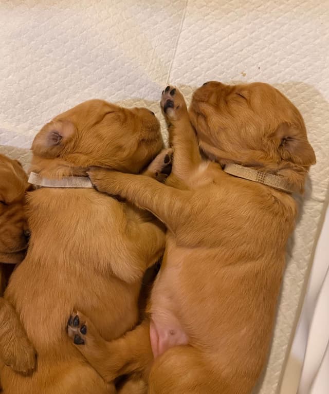 Golden Retriever Puppies media 24