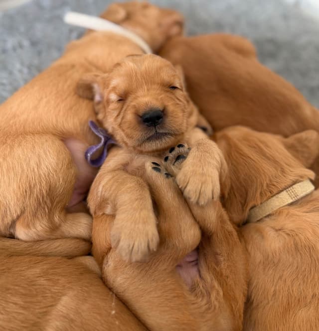 Golden Retriever Puppies media 13