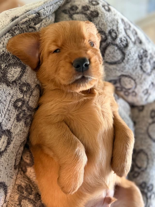 Golden Retriever Puppies media 9