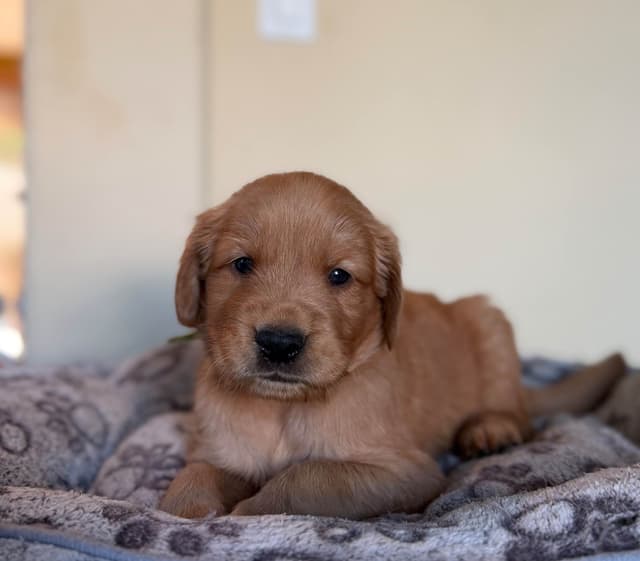 Golden Retriever Puppies media 2