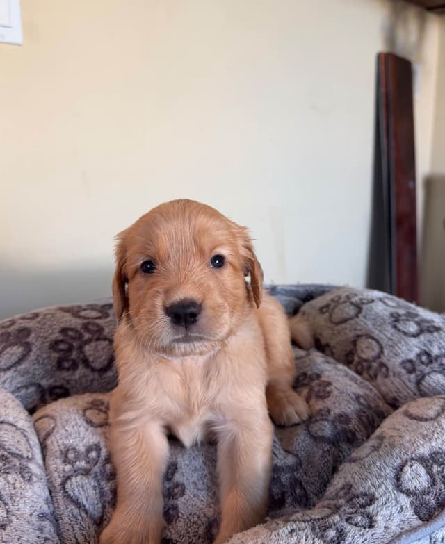 Golden Retriever Puppies media 4