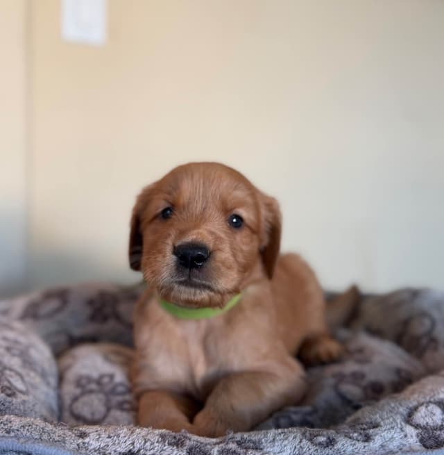 Golden Retriever Puppies media 5