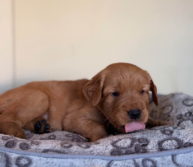 Golden Retriever Puppies media 3