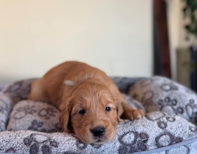 Golden Retriever Puppies media 6