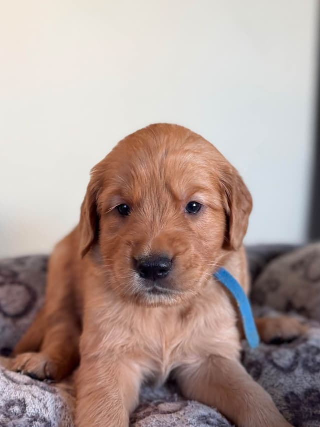 Golden Retriever Puppies media 7