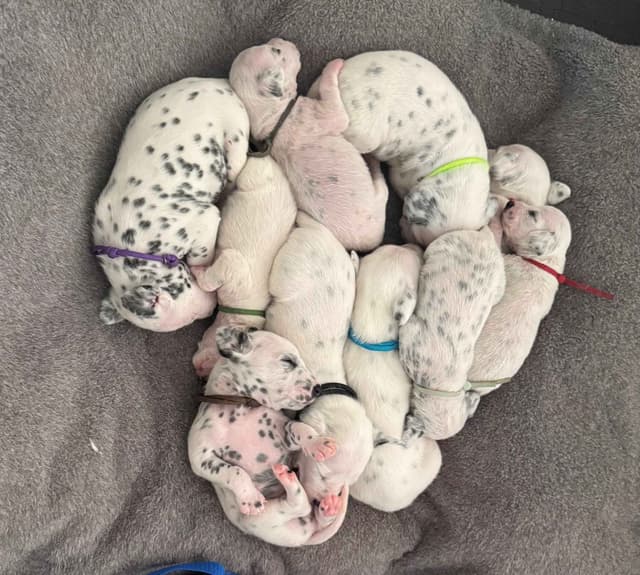 AKC Dalmatian Puppies from Champion Bloodlines media 3