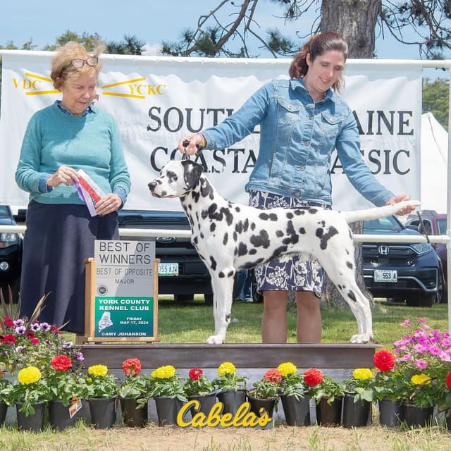 AKC Dalmatian Puppies from Champion Bloodlines media 2