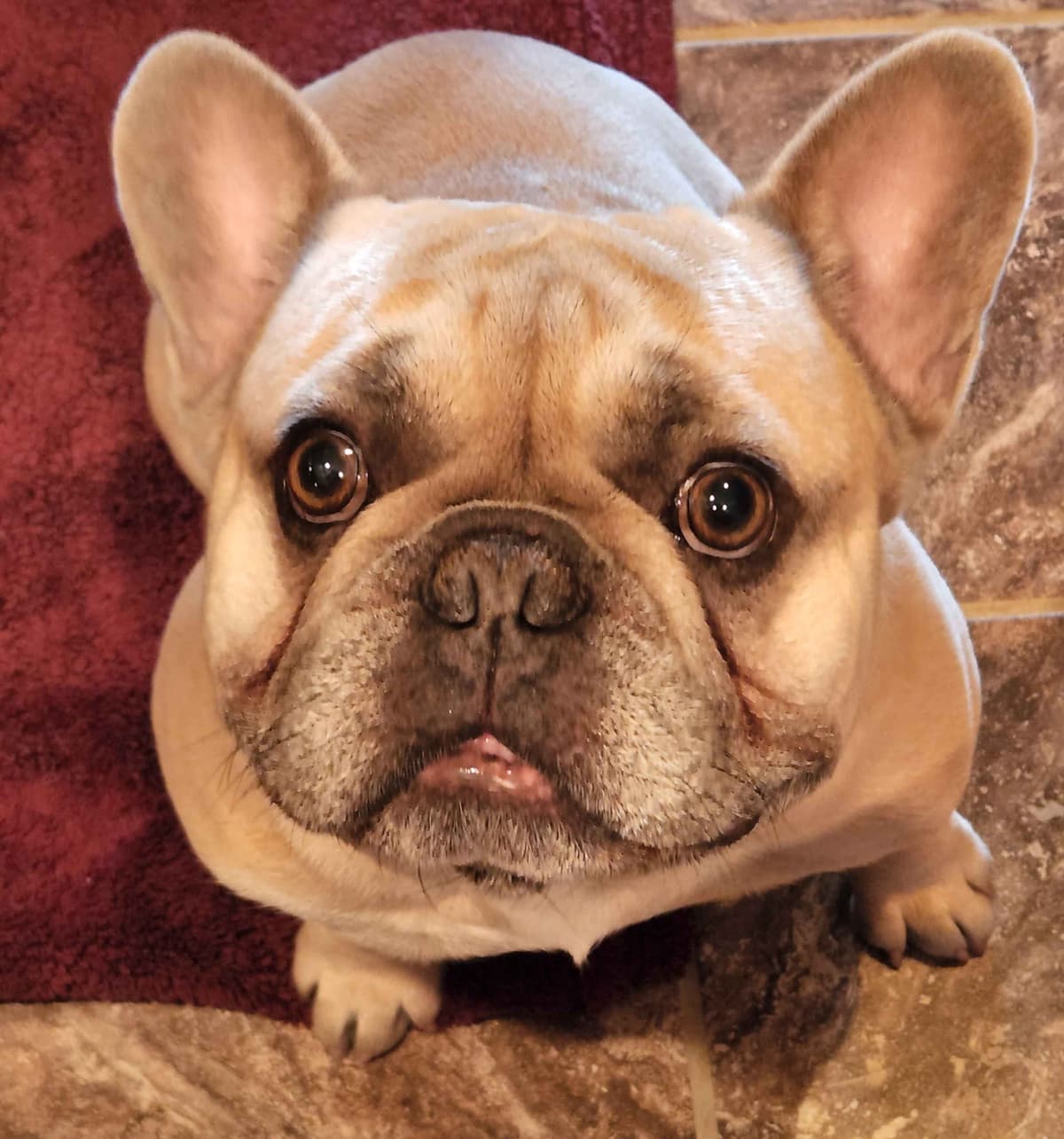 French Bulldog Puppies breeder image 1