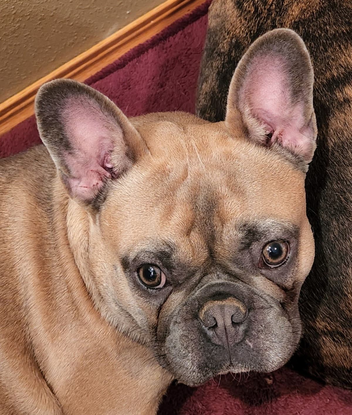 French Bulldog Puppies breeder image 4