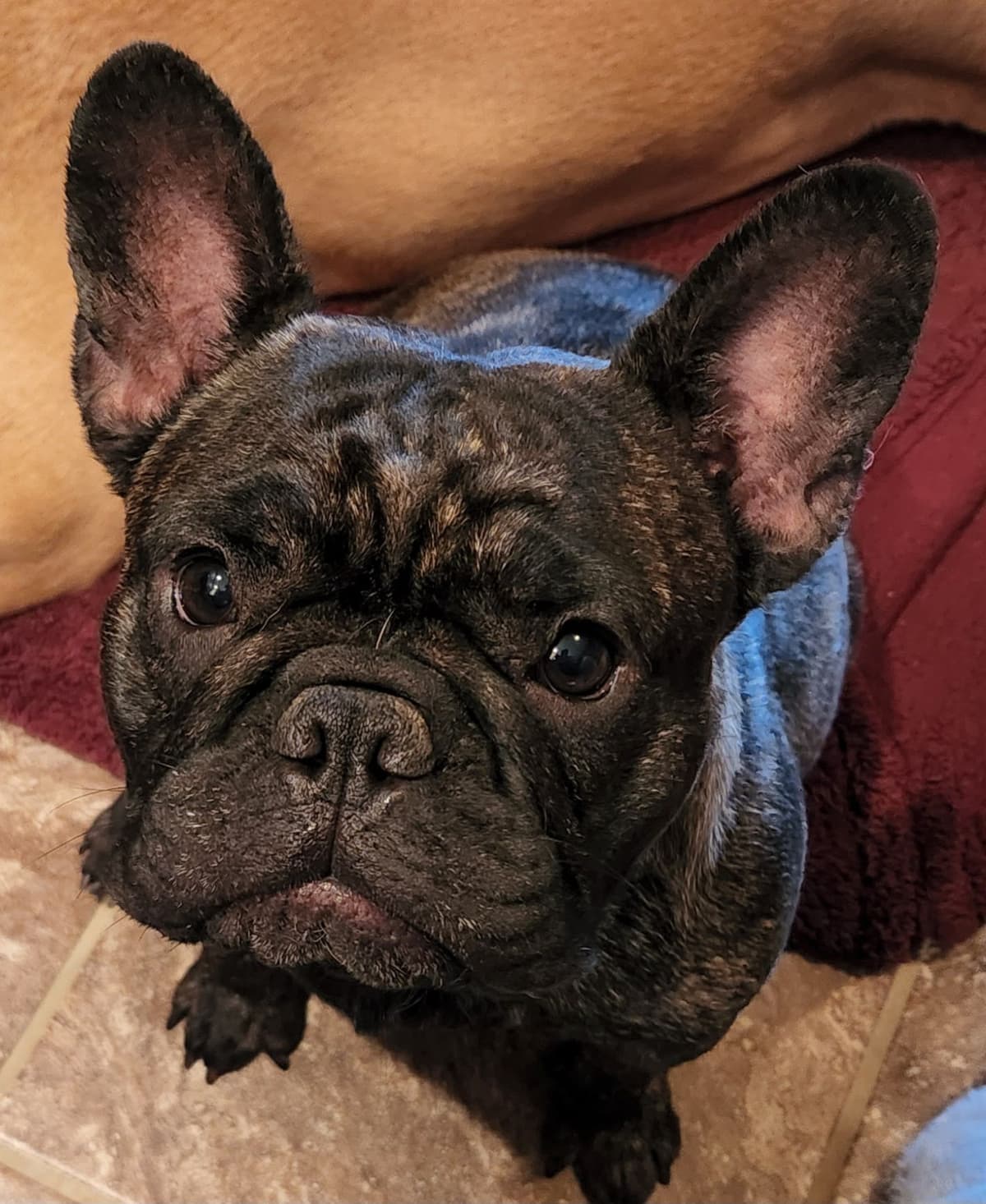 French Bulldog Puppies breeder image 3