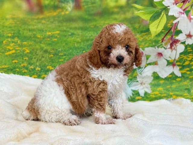 Poodle Puppies media 2