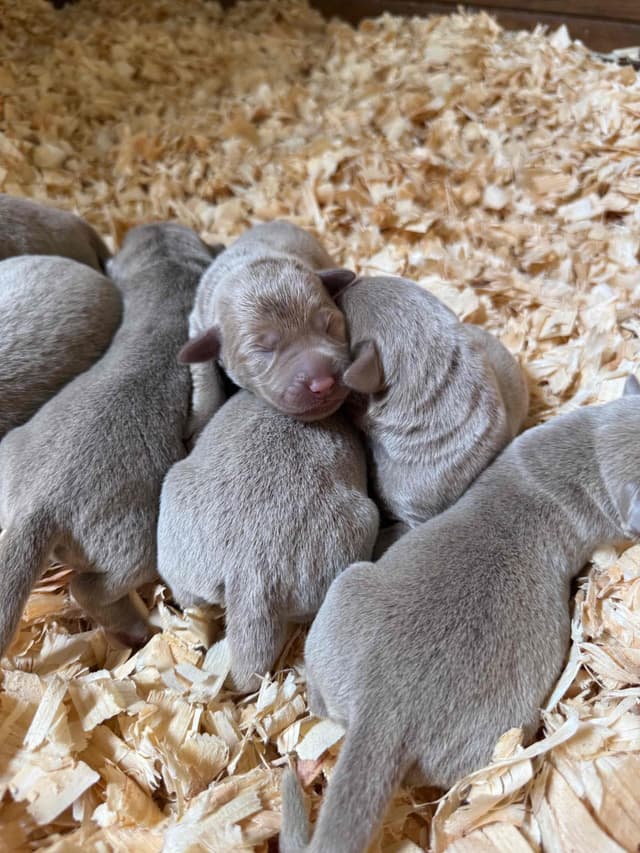Labrador Retriever Puppies media 2
