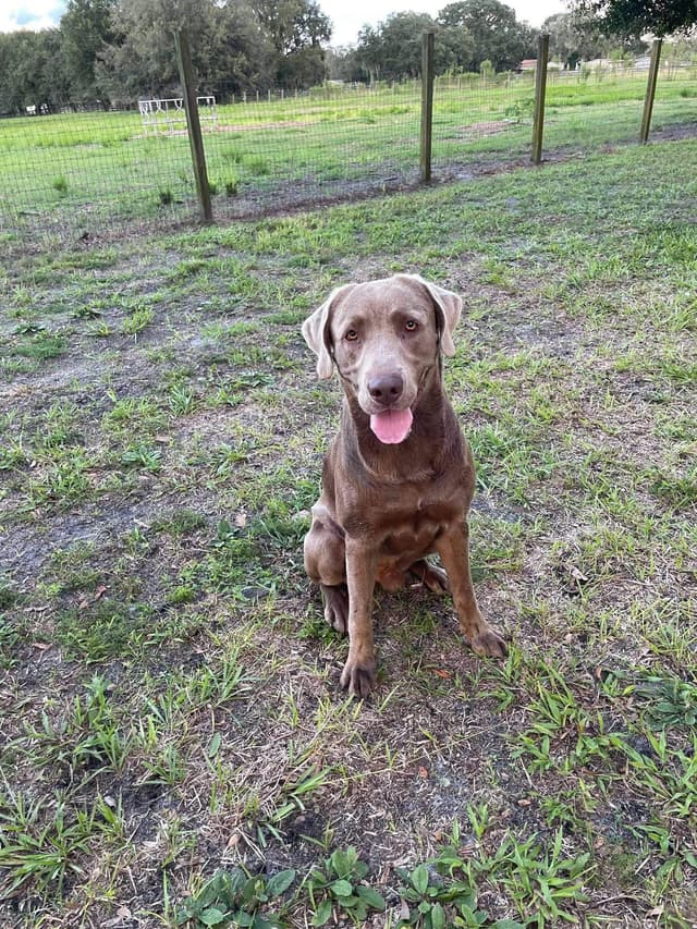 Labrador Retriever Puppies media 3