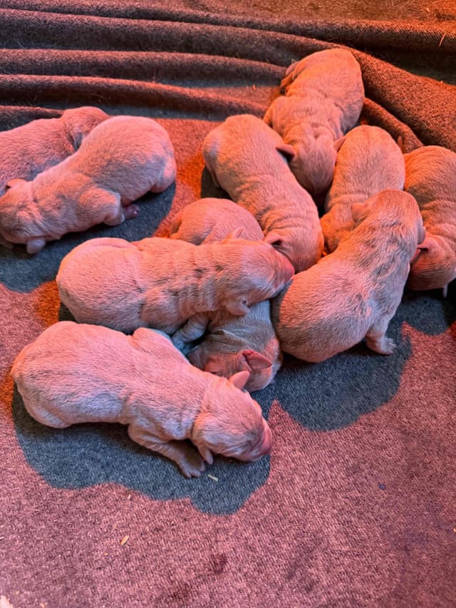 Labrador Retriever Puppies media 4