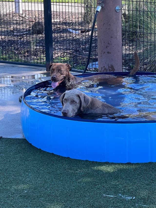 Labrador Retriever Puppies media 5