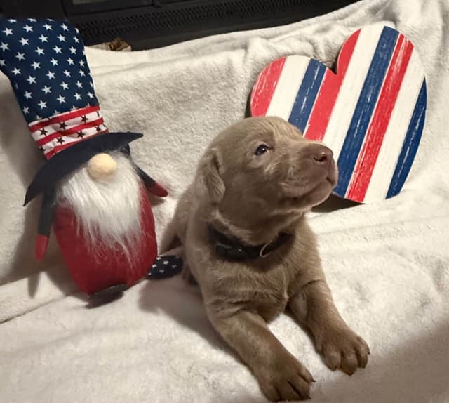 Labrador Retriever Puppies media 6