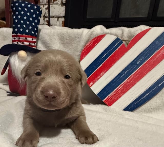 Labrador Retriever Puppies media 7