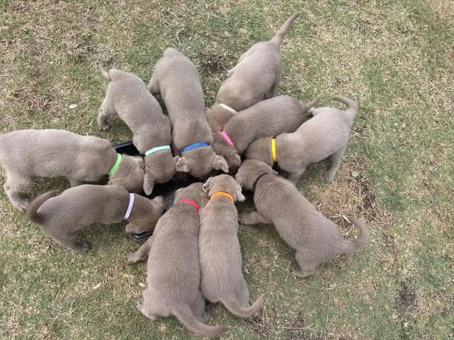 Labrador Retriever Puppies media 8