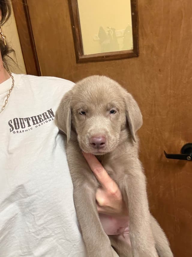 Labrador Retriever Puppies media 9