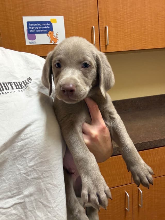 Labrador Retriever Puppies media 10