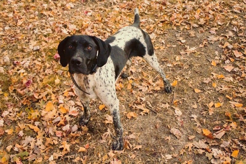 German Shorthaired Pointer Puppies breeder image 1