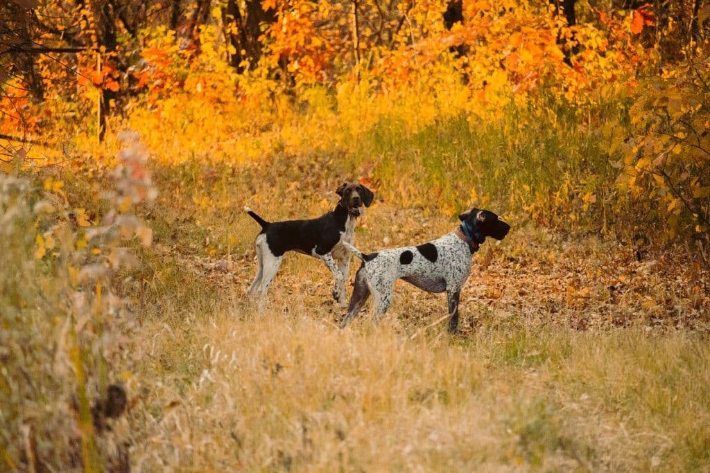 German Shorthaired Pointer Puppies breeder image 2