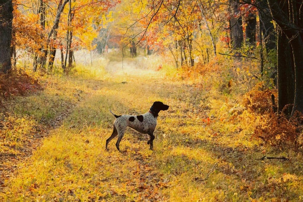 German Shorthaired Pointer Puppies breeder image 4