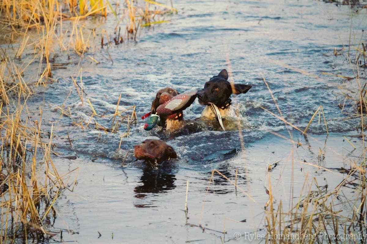 German Shorthaired Pointer Puppies breeder image 5