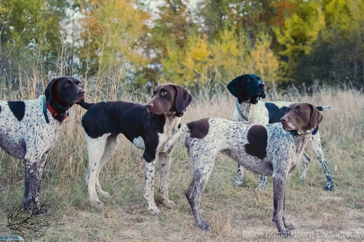 German Shorthaired Pointer Puppies breeder image 8