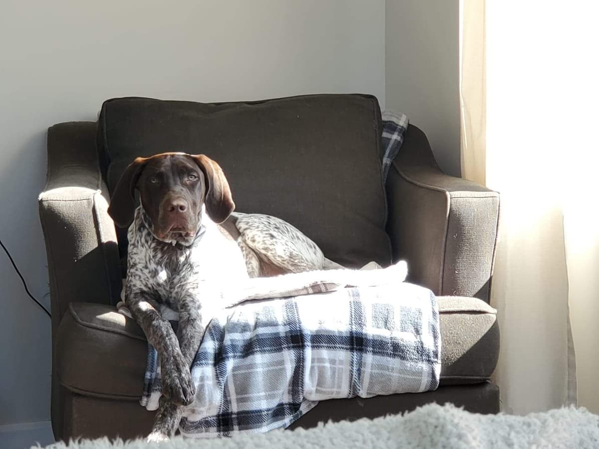 German Shorthaired Pointer Puppies breeder image 10