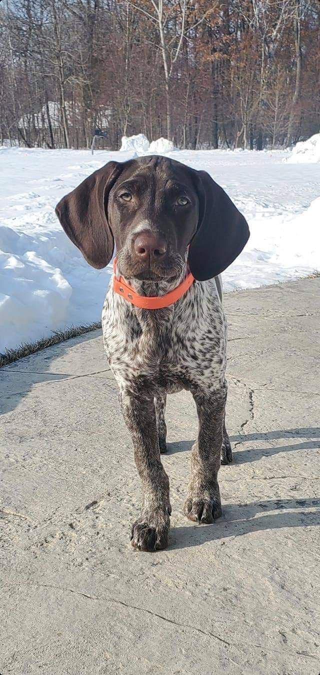 German Shorthaired Pointer Puppies breeder image 13