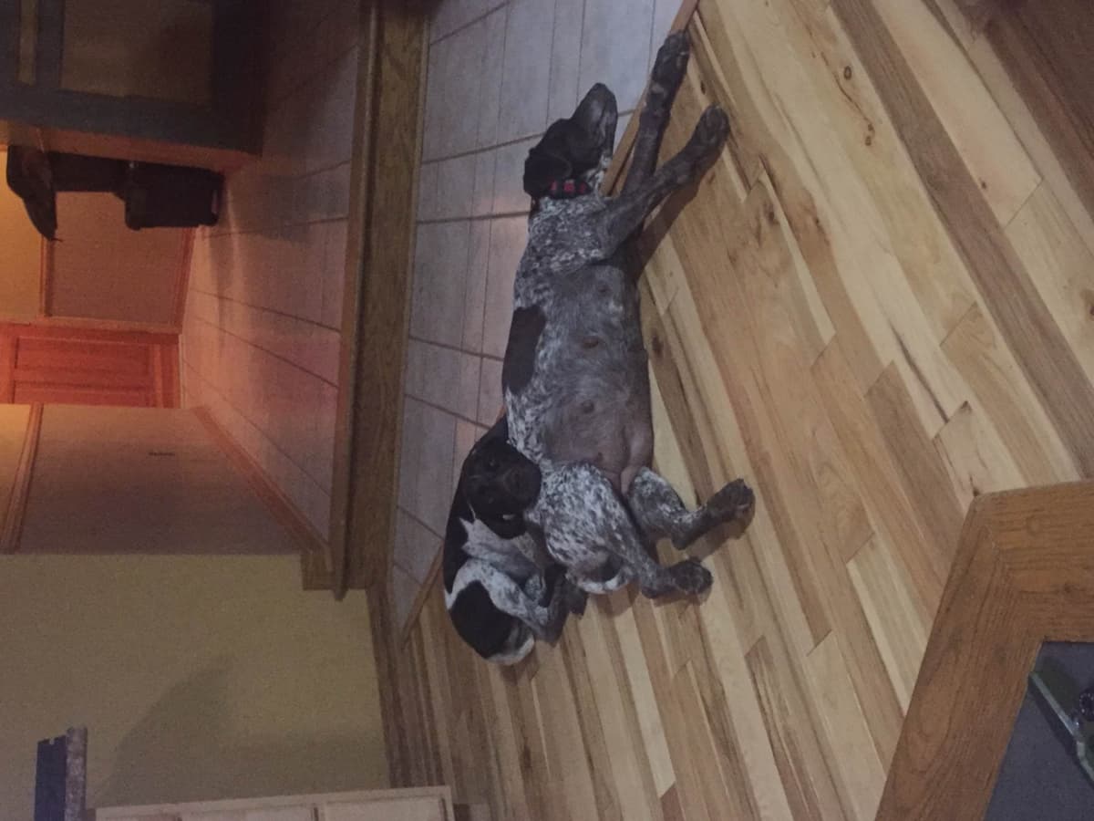 German Shorthaired Pointer Puppies breeder image 14