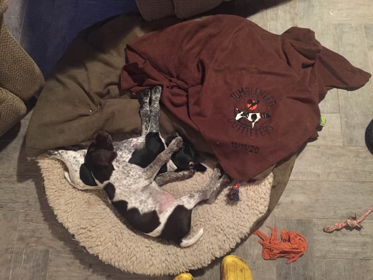 German Shorthaired Pointer Puppies breeder image 17