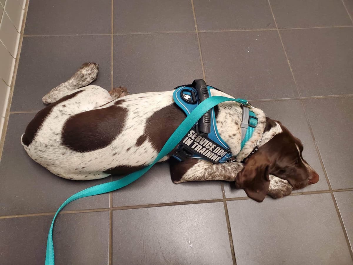 German Shorthaired Pointer Puppies breeder image 26