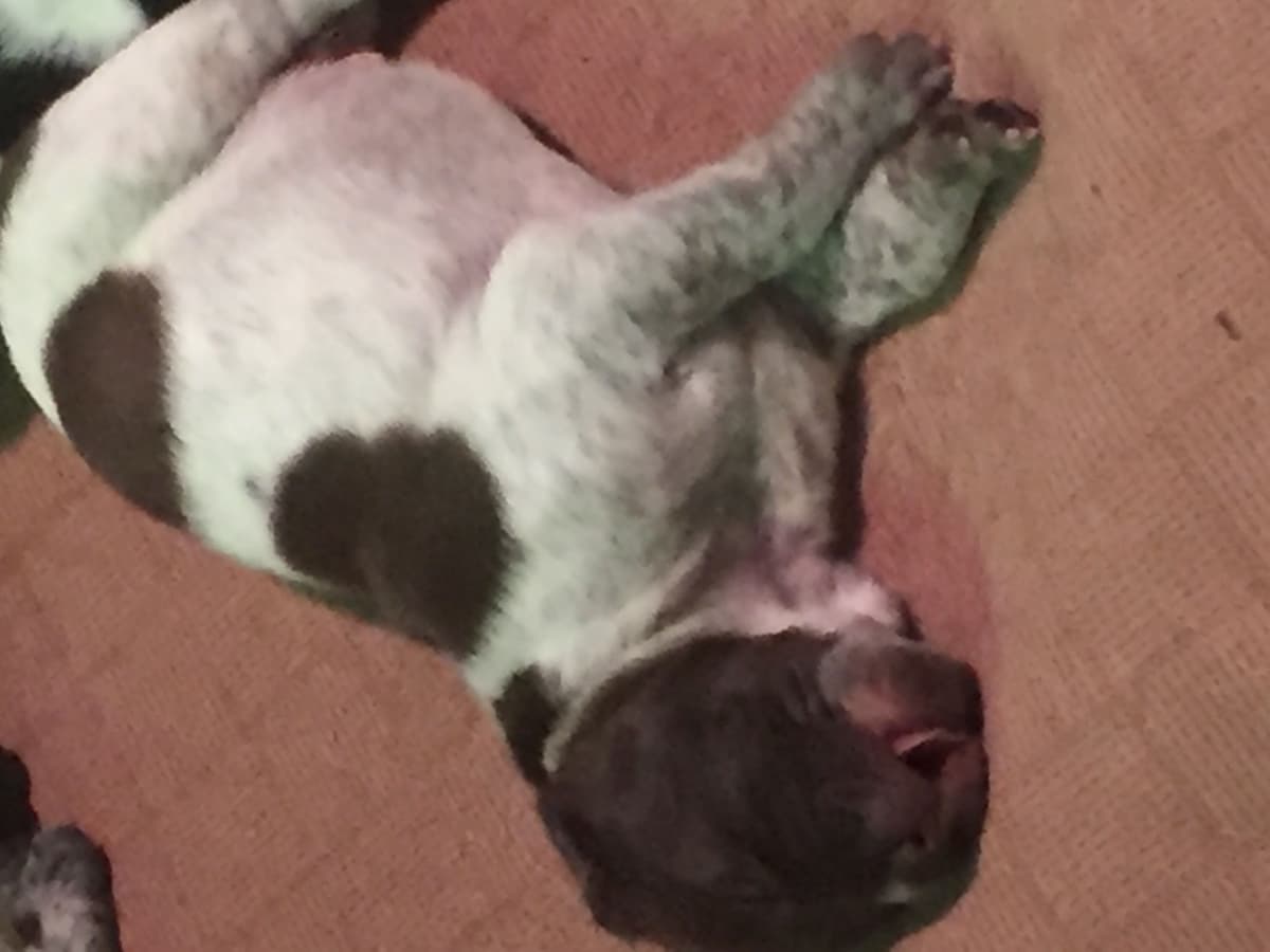 German Shorthaired Pointer Puppies breeder image 18