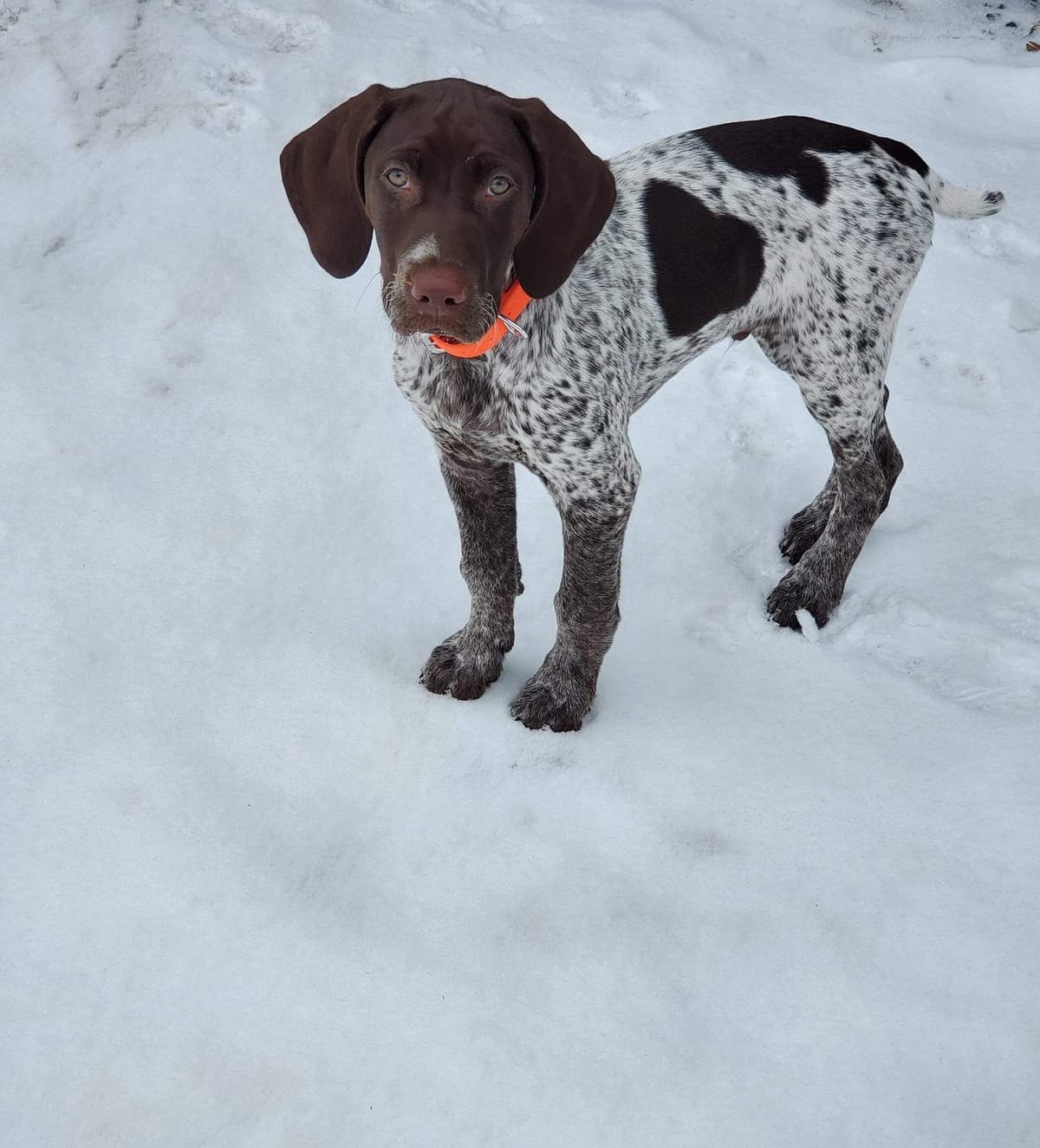 German Shorthaired Pointer Puppies breeder image 27