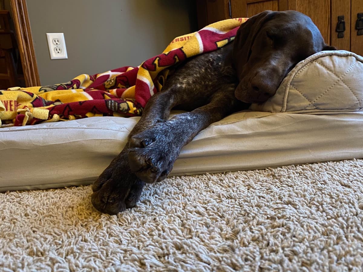 German Shorthaired Pointer Puppies breeder image 21