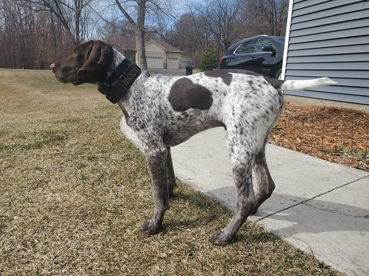 German Shorthaired Pointer Puppies breeder image 19