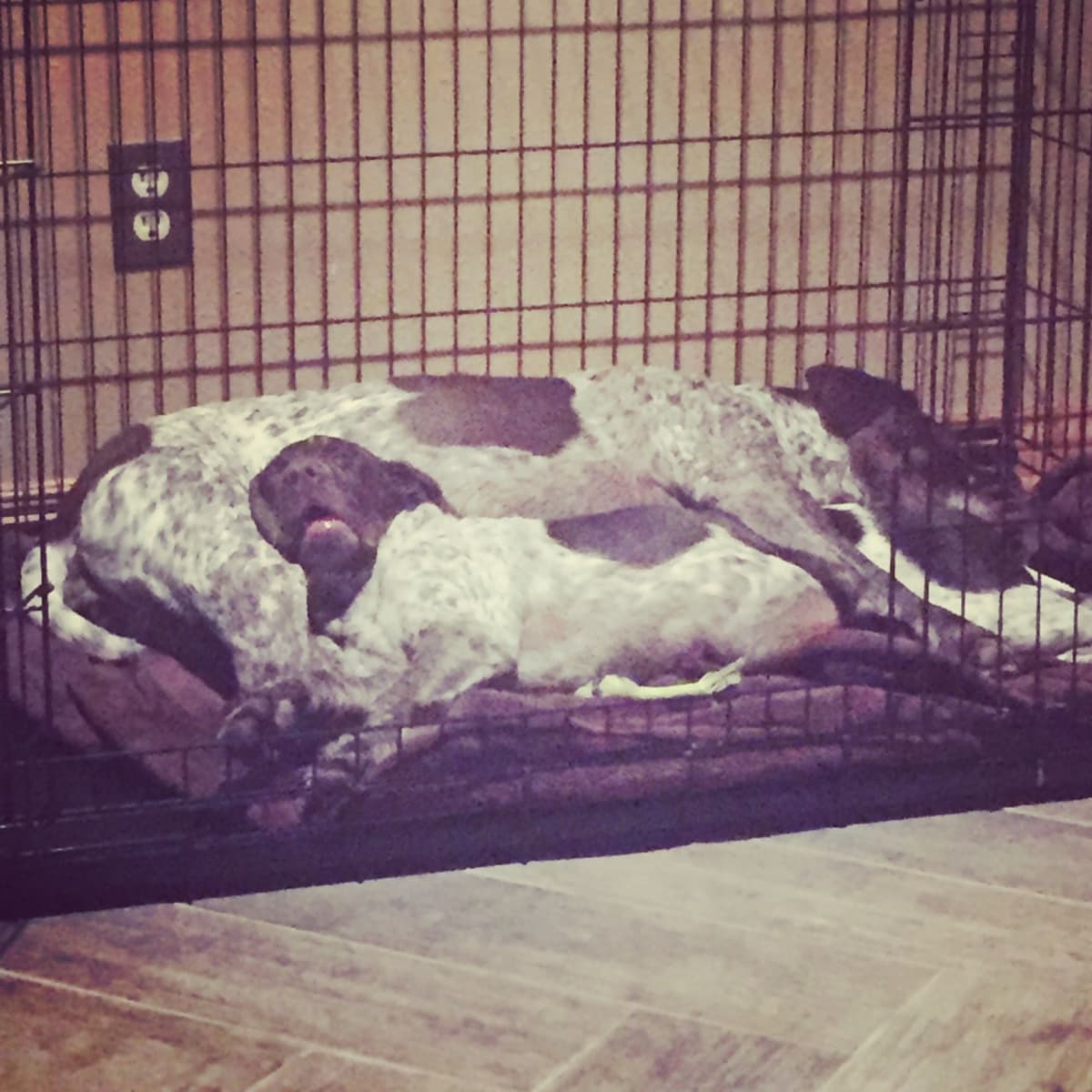 German Shorthaired Pointer Puppies breeder image 24