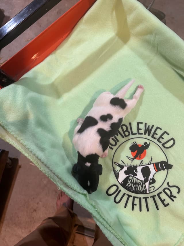German Shorthaired Pointer Puppies media 9