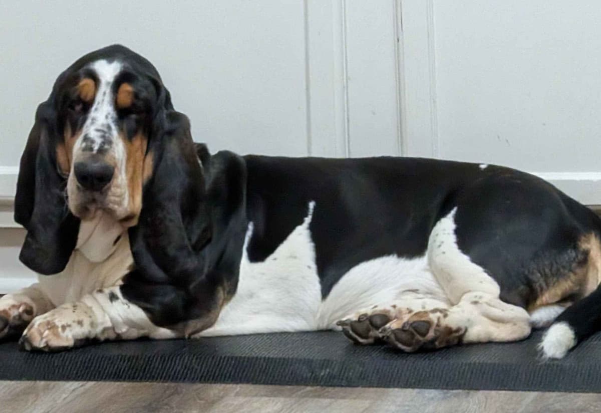 European Basset Hound Puppies breeder image 1